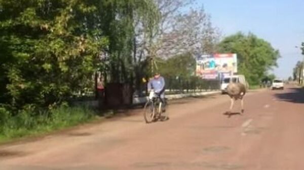 Страус пробежался за велосипедистом и попал на видео - Sputnik Азербайджан