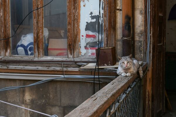Кот в одном из дворов в Баку - Sputnik Азербайджан