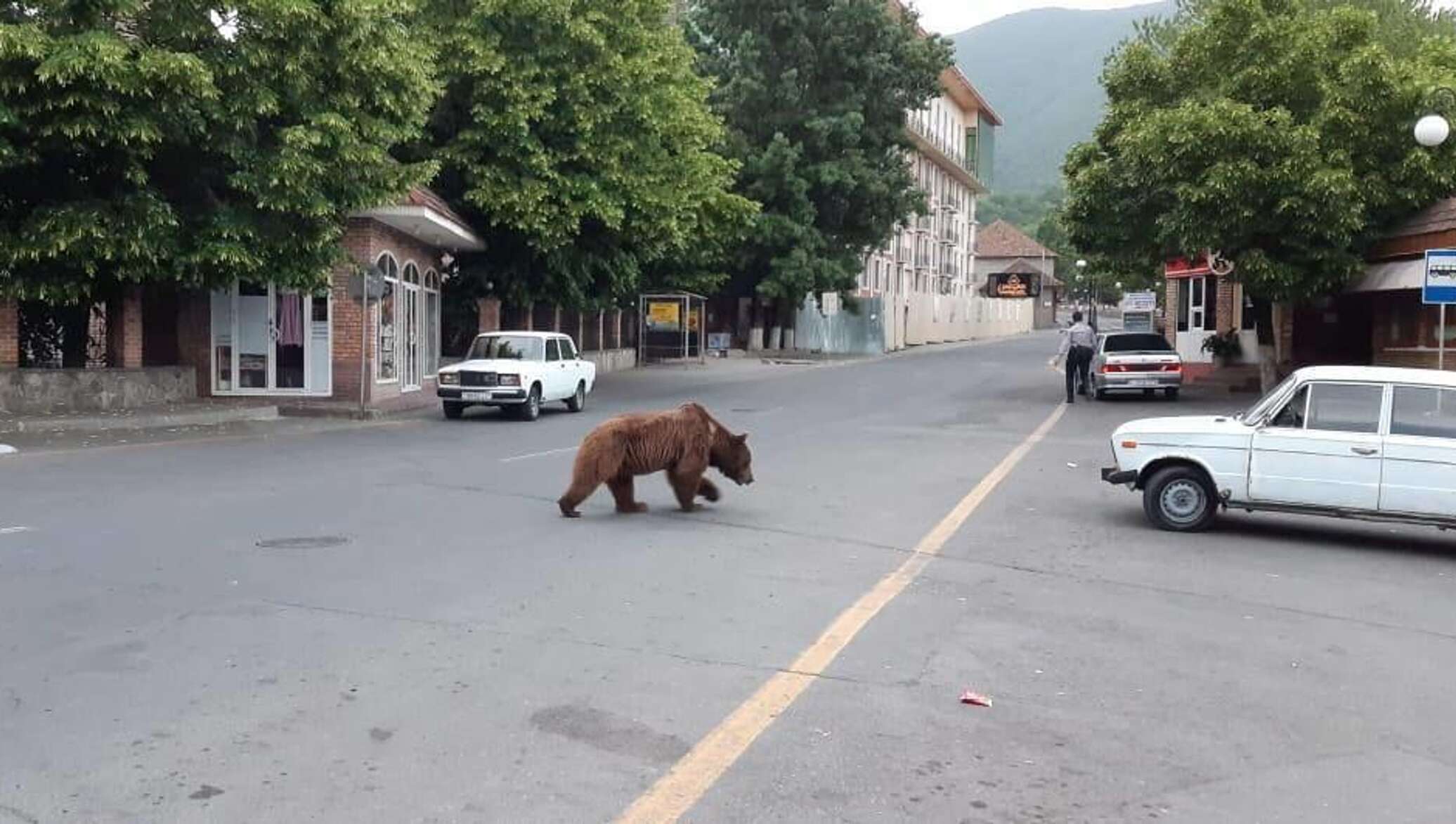 Медведь на улице