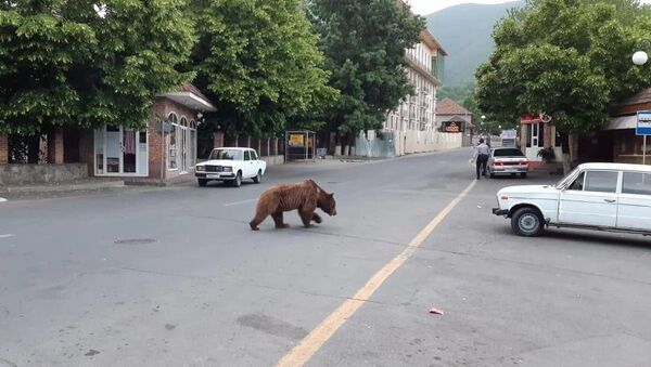 Медведь разгуливает по Шеки - Sputnik Азербайджан