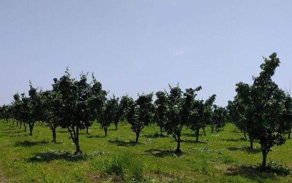 Во фруктовых садах в Шеки-Загатальском регионе выявлена болезнь парша яблони, у персиков найдена листовая деформация - Sputnik Азербайджан