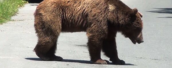 Косолапого туриста, устроившего переполох в Шеки, отправили на лечение Косолапого туриста, устроившего переполох в Шеки, отправили на лечение - Sputnik Азербайджан