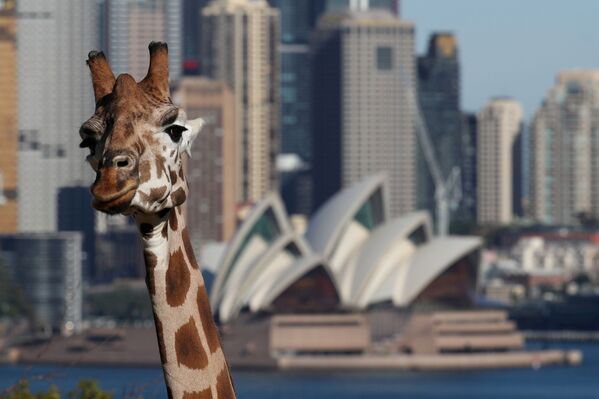 Жираф из Сиднейского зоопарка на фоне Сиднейского оперного театра - Sputnik Азербайджан