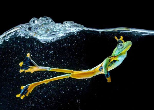Снимок Wallace Flying Frog фотографа  Chin Leong Teo, занявший первое место в категории Movement/Nature  конкурса IPA OneShot Movement 2020 - Sputnik Азербайджан