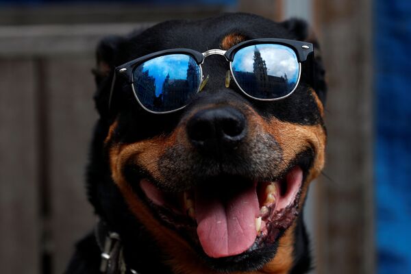 Собака в солнцезащитных очках на площади Grand Place в Брюсселе после открытия баров и ресторанов  - Sputnik Азербайджан