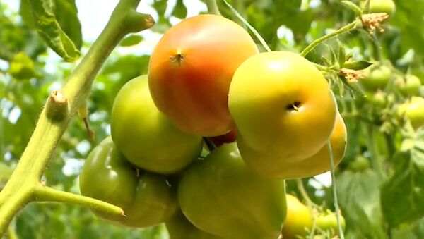 Азербайджанский махитос едет в Россию: COVID-19 не помешал сбору урожая томатов - Sputnik Азербайджан