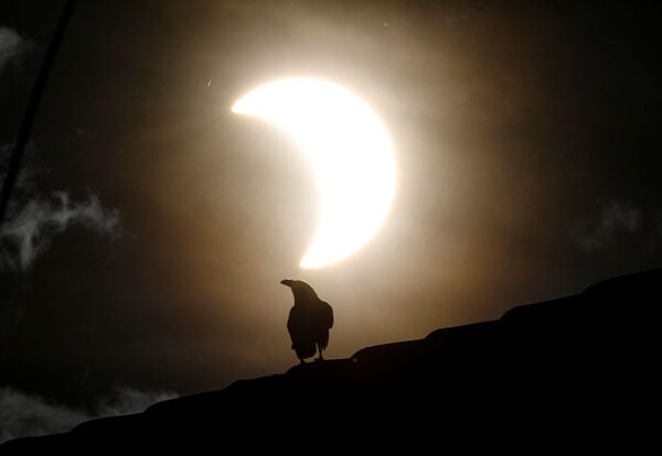 Ворона во время частичного солнечного затмения в Кении  - Sputnik Азербайджан