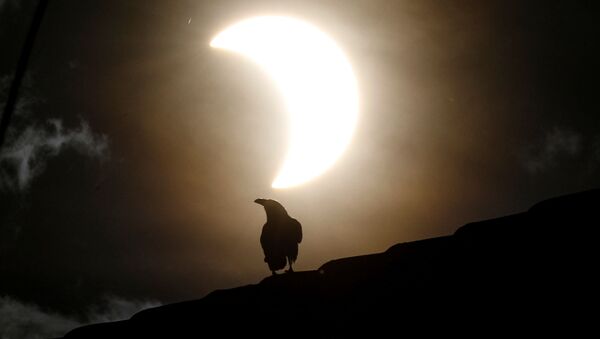 Ворона во время частичного солнечного затмения в Кении  - Sputnik Azərbaycan
