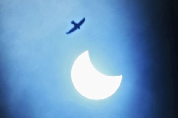 Птица в небе во время частичного солнечного затмения в Индии  - Sputnik Азербайджан