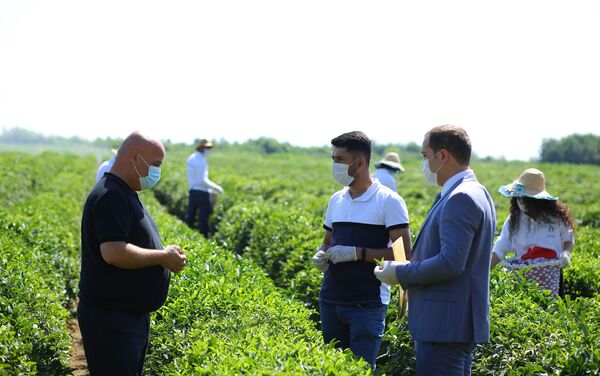 Волонтеры на чайной плантации в поселке Истису - Sputnik Азербайджан