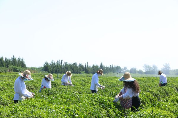 Волонтеры на чайной плантации в поселке Истису - Sputnik Азербайджан