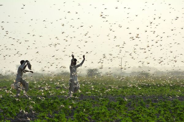 Фермеры во время нашествия саранчи в Пакистане - Sputnik Азербайджан