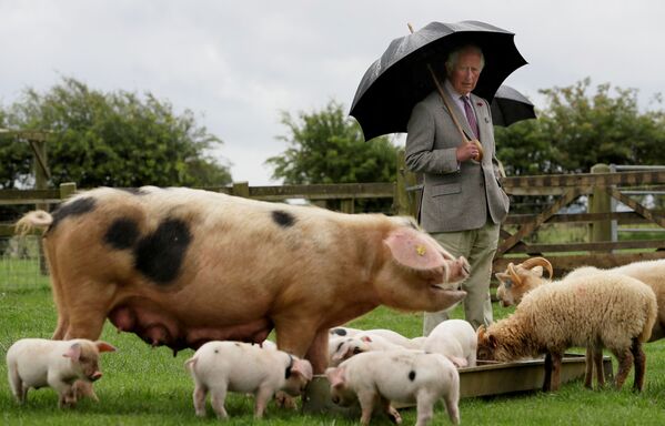 Принц Чарльз во время посещения фермерского парка Cotswold, Великобритания  - Sputnik Азербайджан