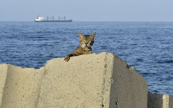 Кот на набережной во время комендантского часа, введенного из-за эпидемии коронавируса в столице Алжира - Sputnik Азербайджан